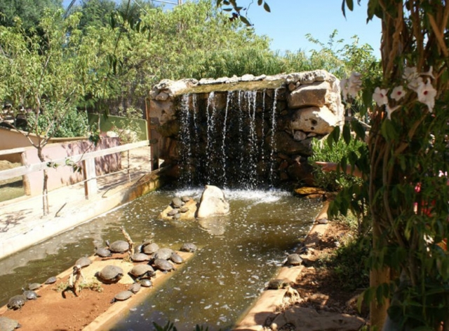 Tortugas en la cascada